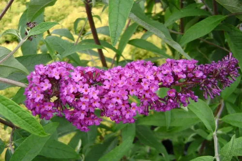 Miniatura 8 de Greenwood Nursery: Plantas arbustivas vivas - Spicebush + Lindera Benzoin - [Cantidad: 2 Macetas de 1 Cuarto]