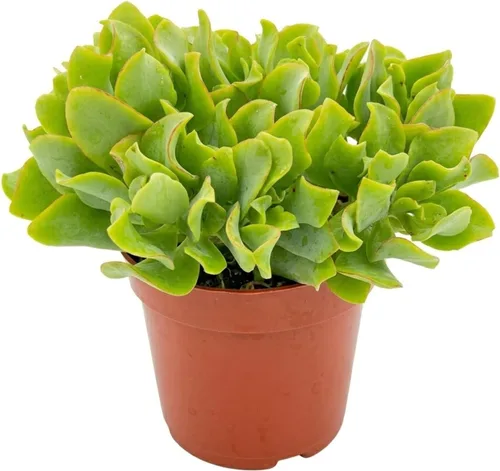 Miniatura 28 de Suculentas vivas "Baby Toes" (4 pulgadas), plantas suculentas totalmente enraizadas en macetas con tierra, planta de casa de fácil cuidado