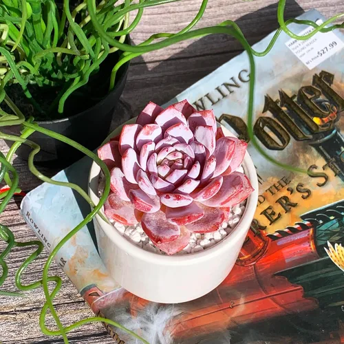 Miniatura 2 de Generic Echeveria - Plantas suculentas vivas raras de peonía rosa, 1 cabeza de 3 pulgadas, color rojo, raíz desnuda sin maceta y tierra, 1/3/7