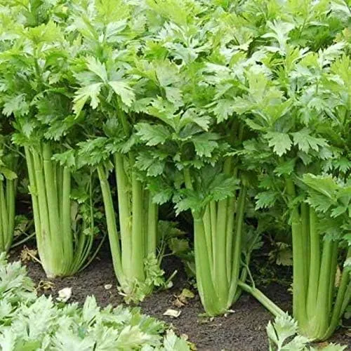 Semillas mejoradas de Celery Tall Utah, más de 250 semillas de reliquia por paquete, semillas sin OMG, fabricadas en EE. UU., Se envía desde Iowa.