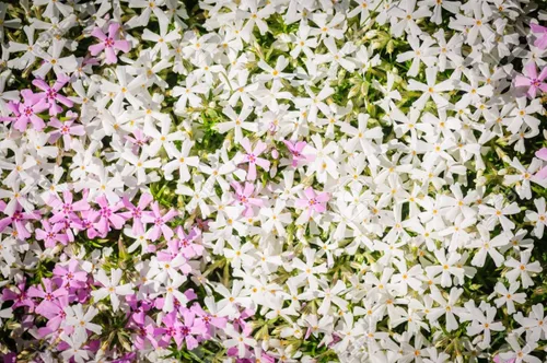 Miniatura 3 de Mountain Phlox Semillas de flores, más de 1000 semillas de flores por paquete, sin OMG y semillas de reliquia, (semillas de jardín de Isla), nombre