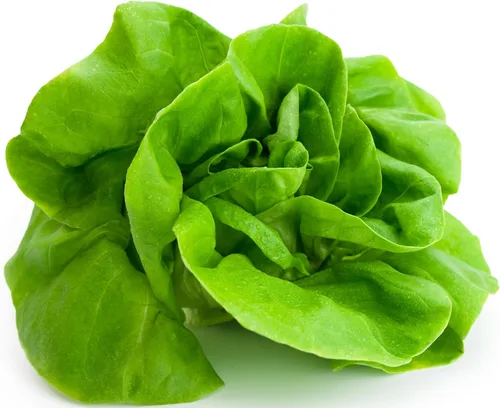 Más de 1000 semillas de lechuga Tom Thumb Heirloom, cultivadas en Estados Unidos sin OMG, cultivadas en Estados Unidos, lechuga en miniatura de 5