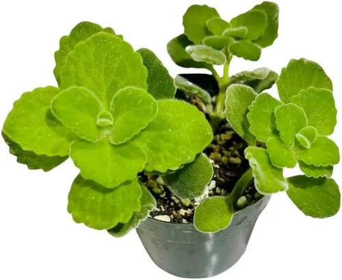 Miniatura 15 de Plantas suculentas vivas de USKC (Graptopetalum Superbum de 2 pulgadas)