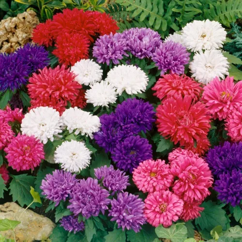 Miniatura 5 de Semillas Aster Mezcla Enana Anual Flores de jardín para plantar