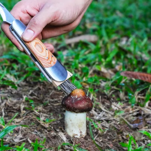 Miniatura 5 de Coowolf Cuchillo para setas con cepillo y funda, hoja curva de acero inoxidable, mango de madera dura, diseño plegable de 18 cm, para morillas