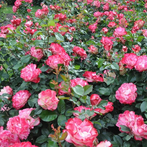 Miniatura 6 de Rosas de reliquia Grandiflora, planta de raíz propia viva para jardín al aire libre, Cherry Parfait™, ligeramente fragantes, zonas de rusticidad