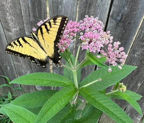 Mariposa de algodoncillo difuso del pantano oriental Asclepias incarnata pulchra Semillas premium para plantar paquete Monarch