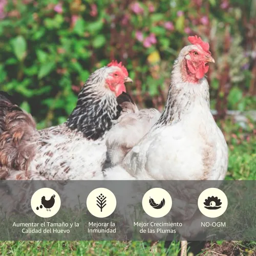 Miniatura 5 de WORMSKING Gusanos secos de harina de 2 libras para aves de corral, aves silvestres, sabrosa comida para pájaros