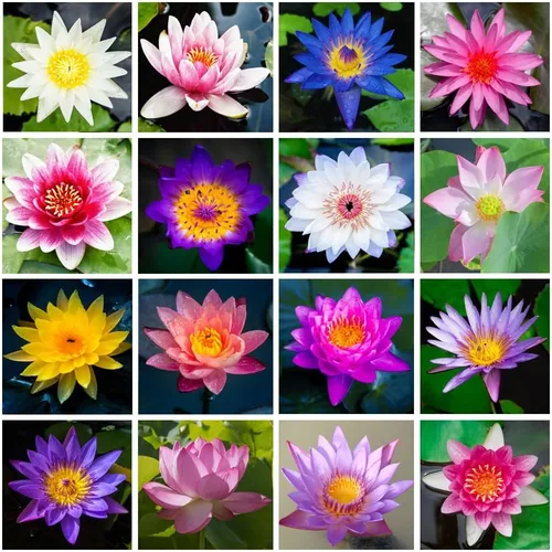 Miniatura 4 de 30 semillas de loto de primera calidad para plantar en el agua, cuenco de flores de colores mixtos para estanques, bonsái, jardines acuáticos