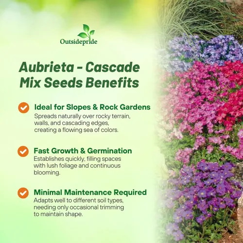 Miniatura 3 de Outsidepride Cascade Mix Aubrieta - Semillas de berro de roca – 1000 piezas de semillas de flores perennes, fáciles de cultivar, bajo mantenimiento