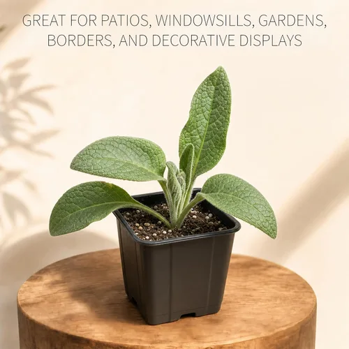 Miniatura 7 de Smoke Camp Crafts Planta de consuelda, Symphytum officinale, hermosas plantas de punto, decoración de jardín, maceta de 2.5 pulgadas