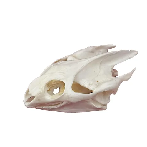 Miniatura 17 de Calaveras de animales reales en taxidermia, espécimen de huesos reales, suministros de taxidermia para educación científica, regalo especial