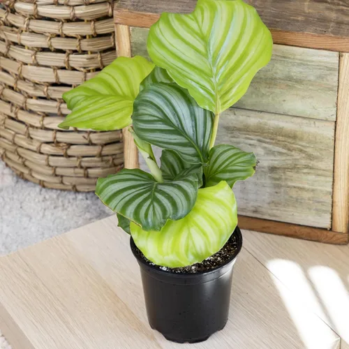 Miniatura 4 de Calathea - Plantas de oración vivas (4 unidades), plantas de interior aptas para mascotas, paquete de plantas de interior de oración, mezcla
