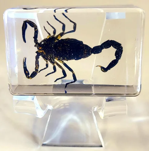 Miniatura 13 de Murciélago de bambú real menor de 5.5 pulgadas en resina de Lucite cristalina, espécimen de pisapapeles, colección de manualidades de taxidermia