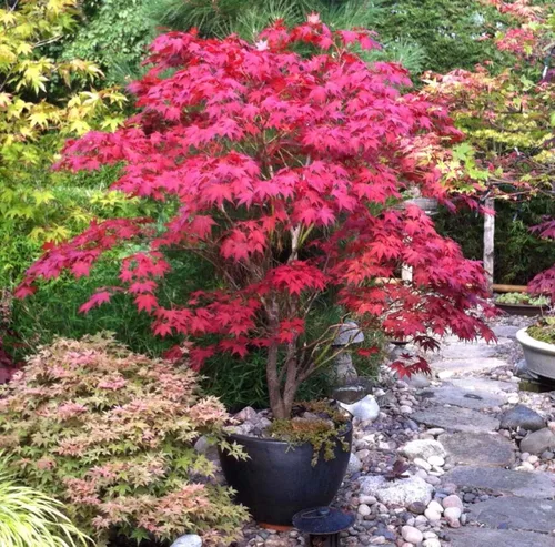 Miniatura 5 de Bloodgood Árbol de arce japonés rojo - Planta viva de 2 años - Acer palmatum 'Bloodgood' por - Japanese Maples and Evergreens