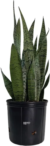 Nature's Way Farms, Sansevieria Zeylanica, planta de serpiente, planta de interior viva, fácil cuidado, purificadora de aire (25-30 pulgadas de