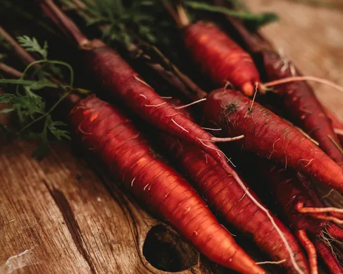 Miniatura 4 de Zanahoria roja dragón – 150 semillas – Variedad rara reliquia y polinizada abierta, semillas de vegetales sin OMG para plantar en interiores