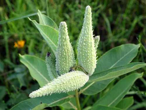 Miniatura 2 de Semillas nativas de algodoncillo común para plantar (100 semillas) – Asclepias syriaca – Ideal para Butr»