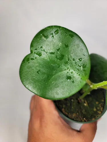 Miniatura 3 de Hoya Kerrii con hojas en forma de corazón, planta viva Hoya, gran regalo para madres y seres queridos, planta viva Hoya