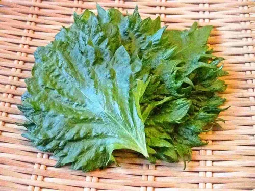Miniatura 2 de Gaea's Blessing Semillas verdes de Shiso (Perilla), semillas tradicionales sin OMG con instrucciones de siembra fáciles de seguir, Kaori Ao Shiso