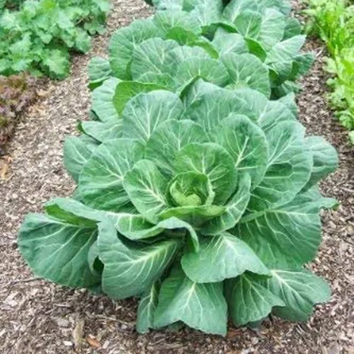 Miniatura 3 de UtopiaSeeds Georgia Southern Collard Seeds - Deliciosas verduras - Semillas de col