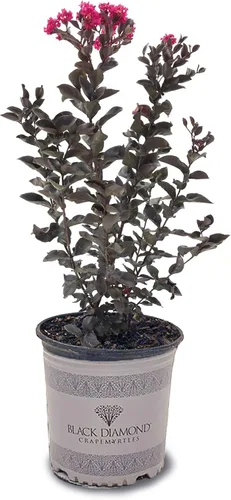 Miniatura 35 de American Plant Exchange Black Diamond Shell Pink Crape Myrtle Tree Live, maceta de 1 galón, 1-1.5 pies de alto, flores rosas vibrantes, tolerantes a