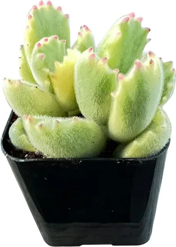 Miniatura 8 de Sprout N Green Echeveria 'Pink Tips', Mini planta suculenta viva totalmente arraigada en maceta de 2 pulgadas, planta de interior para interiores