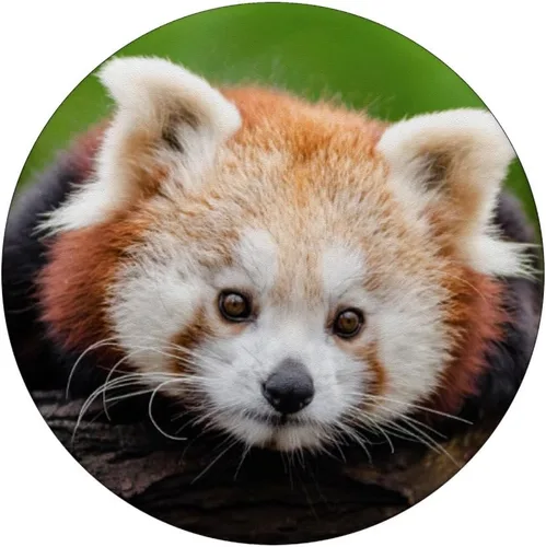 Miniatura 3 de Oso panda rojo animal raro de China PopSockets MagSafe PopGrip para iPhone