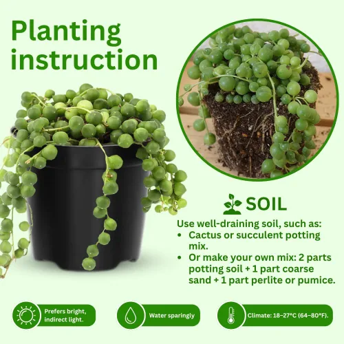 Miniatura 4 de Cadena de perlas planta viva en maceta de 4 pulgadas, suculentas raras en cestas colgantes, planta suculenta trepadora para casa u oficina