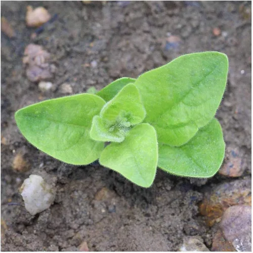 Miniatura 5 de Everwilde Farms - 2000 semillas de flores silvestres Shanin Wild Petunia - Paquete de semillas Gold Vault