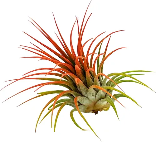 Miniatura 4 de ragnaroc Plantas de aire Tillandsia Ionantha, Regular 2-3 pulgadas - 1 unidad - Color orgánico mejorado - Llegada en vivo garantizada - Plantas