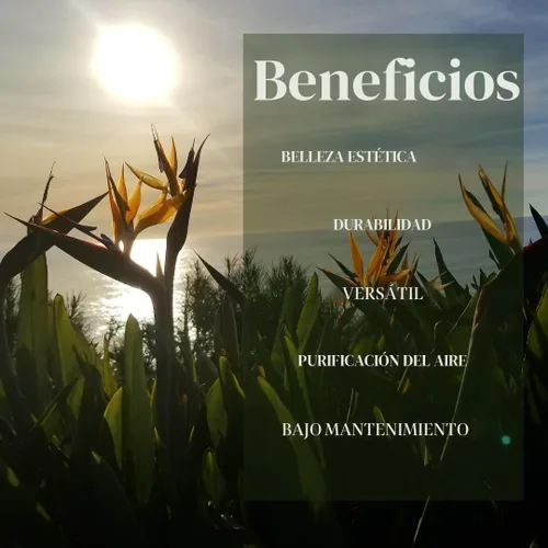 Miniatura 3 de Bird of Paradise Plants Live (paquete de 4), plantas Strelitzia con flores perennes de naranja (2) y blancas (2), plantas de interior/exterior