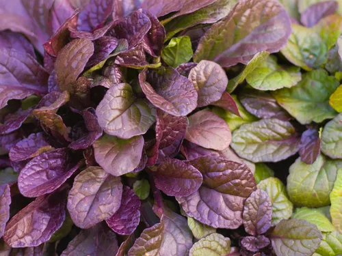 Miniatura 14 de Greenwood Nursery: Plantas vivas de cobertura del suelo - Bugleweed Blueberry Muffin + Ajuga Reptans - [Cantidad: 1x Maceta de Pinta]