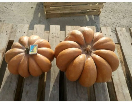 Miniatura 2 de Musquee de calabaza De Provence Gigante Raro No GMO Vegetal para Plantar