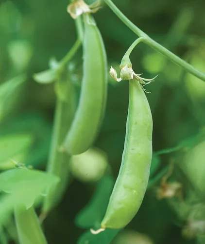 Miniatura 5 de Burpee Sugar Snap Pea Seeds 300 semillas