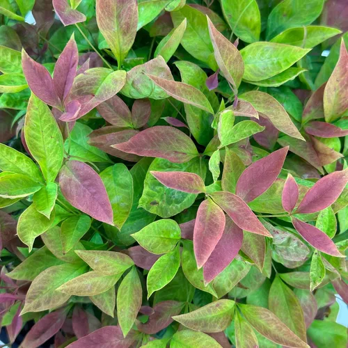 Miniatura 3 de Blooming & Beautiful - Blush Pink Nandina - 3 gal - Southern Living - Arbusto de hoja perenne enana - Follaje de color rosa - Compacto de bajo