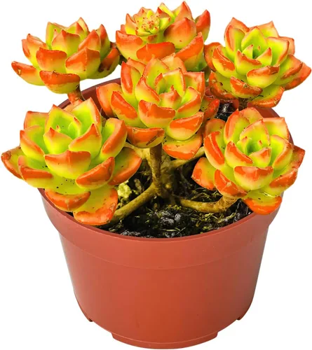 Miniatura 5 de Suculenta Bluebean de 4 pulgadas, Plantas Suculentas Vivas Totalmente Enraizadas en Macetas con Tierra, Plantas de Casa de Fácil Cuidado