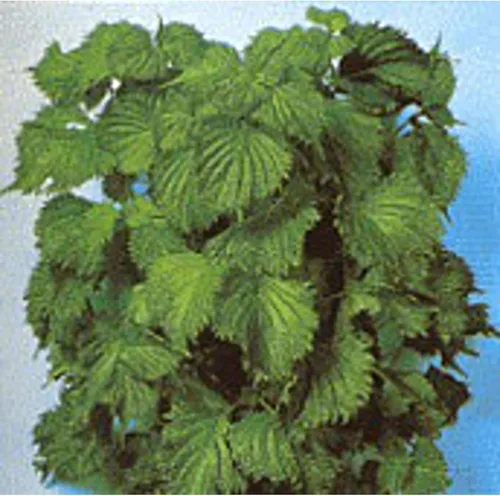 Perilla Green Ao Shiso Seeds (más de 20 semillas) | Sin OGM | Semillas de flores de hierbas y frutas vegetales para plantar | Paquete de invernadero