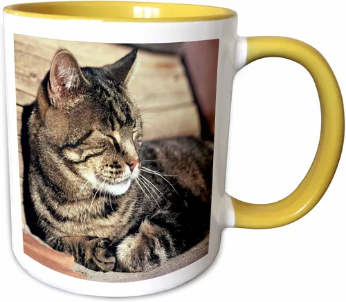 Miniatura 12 de 3dRose (mug_94870_1) Utah, Capitol Reef NP. Sleeping atigrado cat - US45 RER0114 - Ric Ergenbright - Taza de cerámica, 11 onzas Blanco