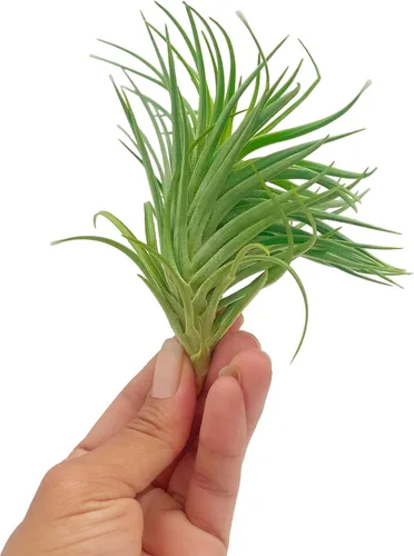 Miniatura 27 de ragnaroc Air Plants - Floración Tillandsia Bulbosa Belice, gigante de 7-9 pulgadas, 1 unidad, llegada en vivo garantizada, plantas