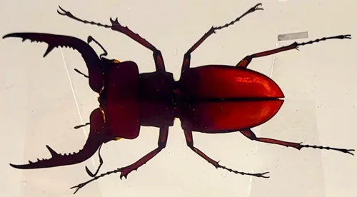 Miniatura 13 de 44mm Hormiga gigante tropical real en resina de lucita transparente cristalina, espécimen preservado Pseudoneoponera Rufipes, taxidermia