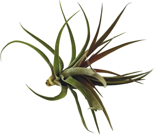 Miniatura 6 de ragnaroc Plantas de Aire - Tillandsia Brachycaulos Abdita, Grande 4-6" - 1 unidad - Llegada Viva Garantizada - Plantas de Casa para Decoración