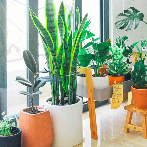 Miniatura 3 de HiGift Estacas de soporte para plantas, paquete de 6 jaulas y soportes de peonía de metal, jaula de soporte para plantas de jardín, anillo