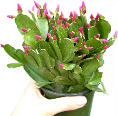 Miniatura 5 de Planta viva de cactus de primavera magenta de 4 pulgadas, Rhipsalidopsis. Cactus navideño recién plantado.