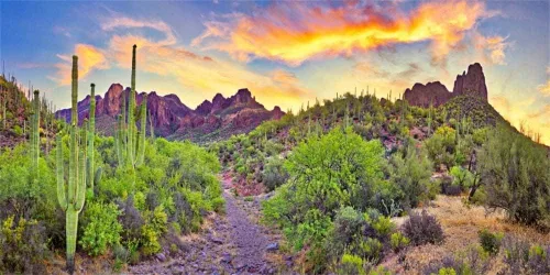 AOFOTO Telón de fondo del desierto occidental de 6 x 3 pies, Parque Nacional Arizona, Roca, Montaña, Plantas Verdes Saguaro, Cactus Paisaje,