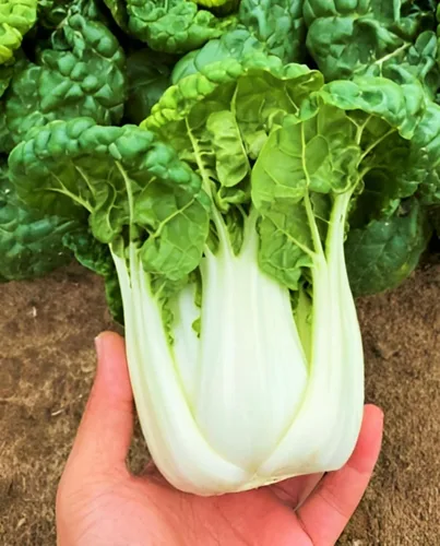 Miniatura 4 de TomorrowSeeds - Golden Heart Bok Choy Seeds - Más de 1000 unidades - para plantar 2026 Amarillo Verde Pok Pak Choi Col cantonesa Plantación de tallo