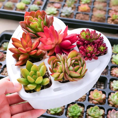 Miniatura 11 de Sprout N Green Plantas suculentas vivas, paquete de 8 suculentas reales surtidas en maceta de 2 pulgadas con mezcla de tierra, plantas pequeñas