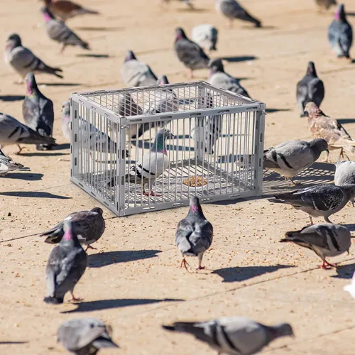 Miniatura 2 de Trampa para palomas con diseño a prueba de fugas, trampa para pájaros con entrada unidireccional, jaula para pollos y aves para palomas, portátil