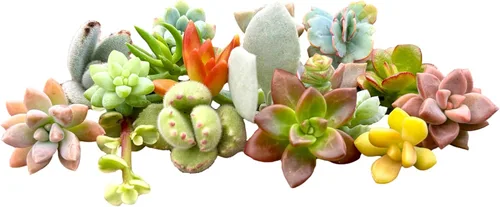 10 mini esquejes de suculentas vivas surtidos, no hay 2 suculentas iguales, ideales para terrarios, mini jardines y como plantas de inicio. Plantas