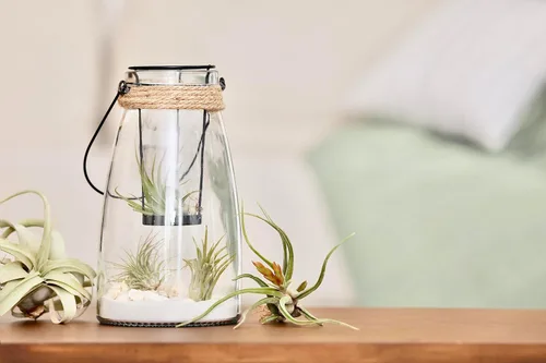 Miniatura 3 de Tillandsia Plantas de aire vivas de interior (paquete de 100), plantas de aire, recuerdos de fiesta a granel o recuerdos de boda, plantas vivas